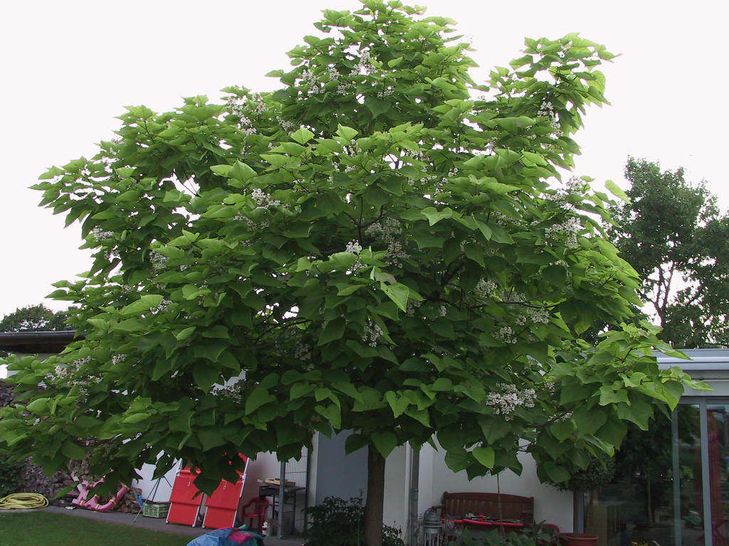Catalpa bignonioides - Baum 04.jpg